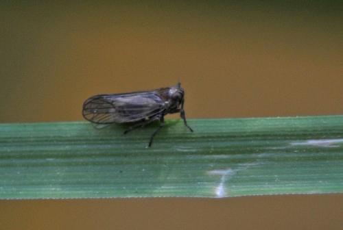 Javesella pellucida